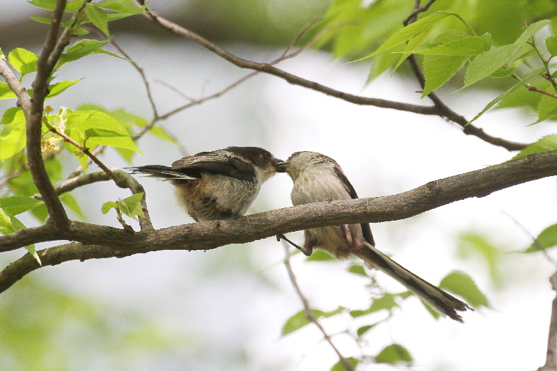 大阪城の野鳥(18態-15) 2019/04/17 - 2019/04/28 Photo by Manda 大阪城の野鳥(18態-15) 2019/04/17 - 2019/04/28 Photo by Manda