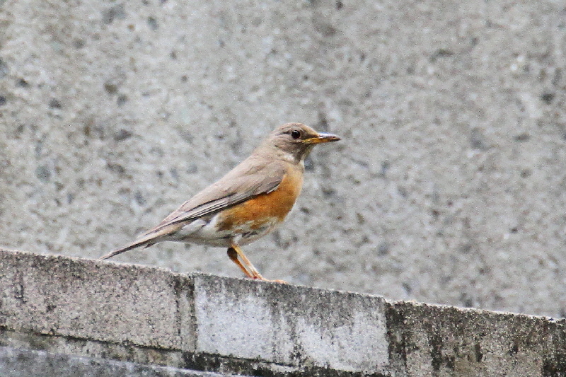 大阪城の野鳥(18態-16) 2019/04/17 - 2019/04/28 Photo by Manda 大阪城の野鳥(18態-16) 2019/04/17 - 2019/04/28 Photo by Manda
