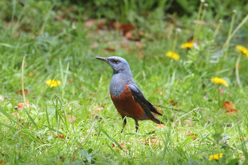 大阪城の野鳥(18態-17) 2019/04/17 - 2019/04/28 Photo by Manda 大阪城の野鳥(18態-17) 2019/04/17 - 2019/04/28 Photo by Manda