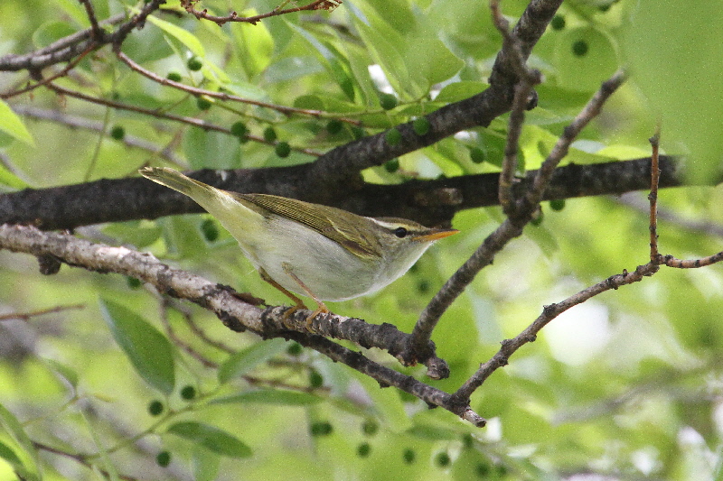 大阪城の野鳥(18態-18) 2019/04/17 - 2019/04/28 Photo by Manda 大阪城の野鳥(18態-18) 2019/04/17 - 2019/04/28 Photo by Manda