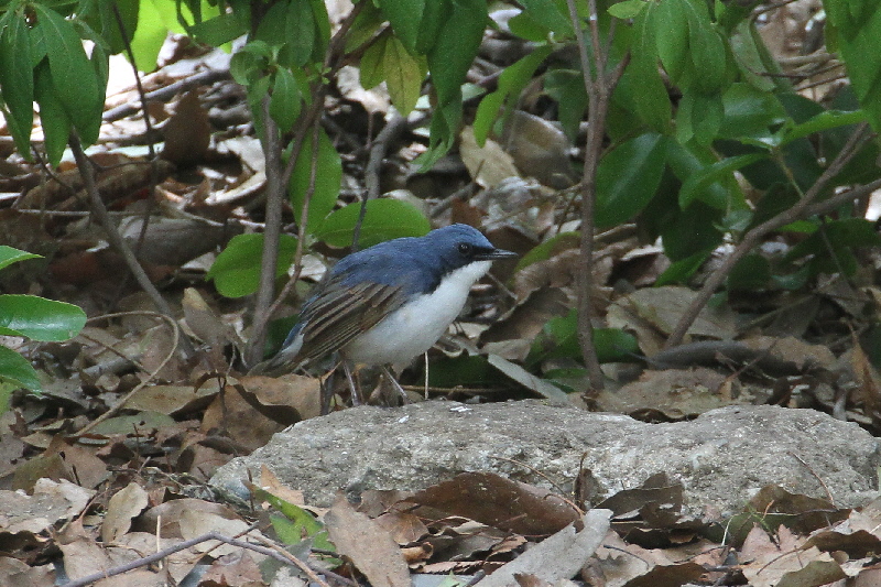 大阪城の野鳥(18態-1) 2019/04/17 - 2019/04/28 Photo by Manda 大阪城の野鳥(18態-1) 2019/04/17 - 2019/04/28 Photo by Manda