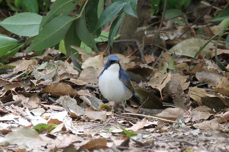 大阪城の野鳥(18態-2) 2019/04/17 - 2019/04/28 Photo by Manda 大阪城の野鳥(18態-2) 2019/04/17 - 2019/04/28 Photo by Manda