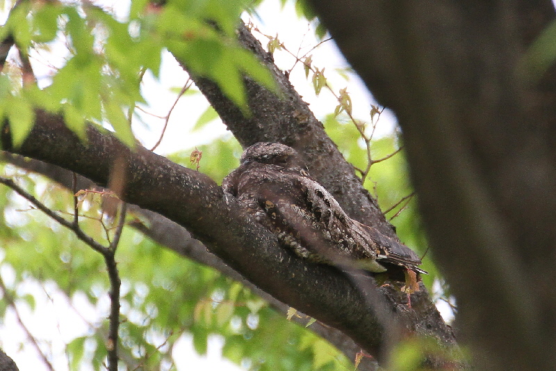 大阪城の野鳥(18態-3) 2019/04/17 - 2019/04/28 Photo by Manda 大阪城の野鳥(18態-3) 2019/04/17 - 2019/04/28 Photo by Manda
