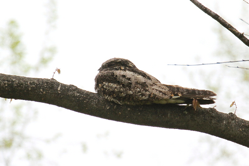 大阪城の野鳥(18態-4) 2019/04/17 - 2019/04/28 Photo by Manda 大阪城の野鳥(18態-4) 2019/04/17 - 2019/04/28 Photo by Manda
