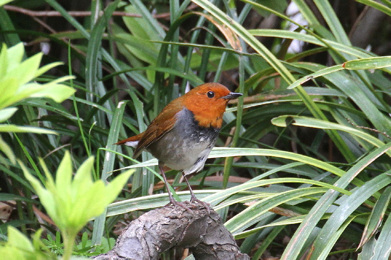 大阪城の野鳥(18態-5) 2019/04/17 - 2019/04/28 Photo by Manda 大阪城の野鳥(18態-5) 2019/04/17 - 2019/04/28 Photo by Manda