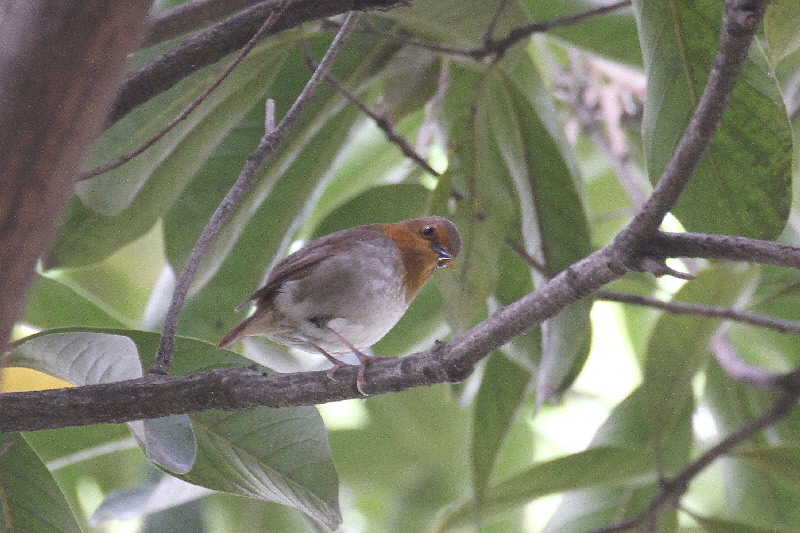 大阪城の野鳥(18態-6) 2019/04/17 - 2019/04/28 Photo by Manda 大阪城の野鳥(18態-6) 2019/04/17 - 2019/04/28 Photo by Manda