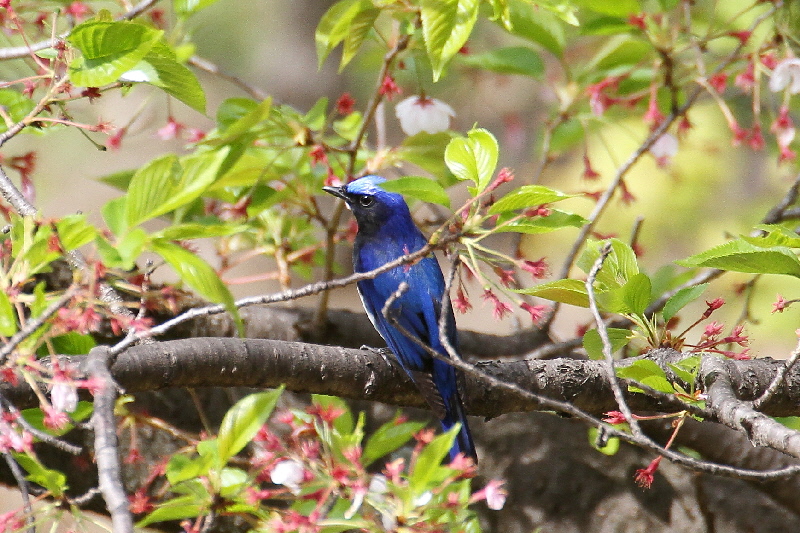 大阪城の野鳥(18態-7) 2019/04/17 - 2019/04/28 Photo by Manda 大阪城の野鳥(18態-7) 2019/04/17 - 2019/04/28 Photo by Manda
