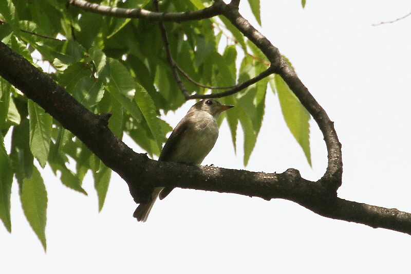 大阪城の野鳥(18態-8) 2019/04/17 - 2019/04/28 Photo by Manda 大阪城の野鳥(18態-8) 2019/04/17 - 2019/04/28 Photo by Manda