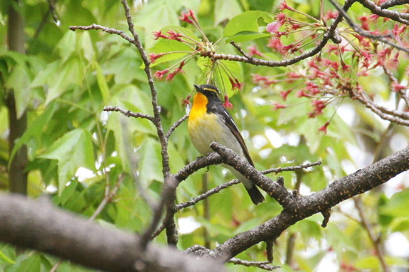 大阪城の野鳥(18態-9) 2019/04/17 - 2019/04/28 Photo by Manda 大阪城の野鳥(18態-9) 2019/04/17 - 2019/04/28 Photo by Manda