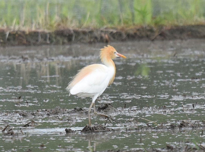 アマサギ　（４態-1）　戸津 八幡市　2016/06/11　Photo by Hayashi