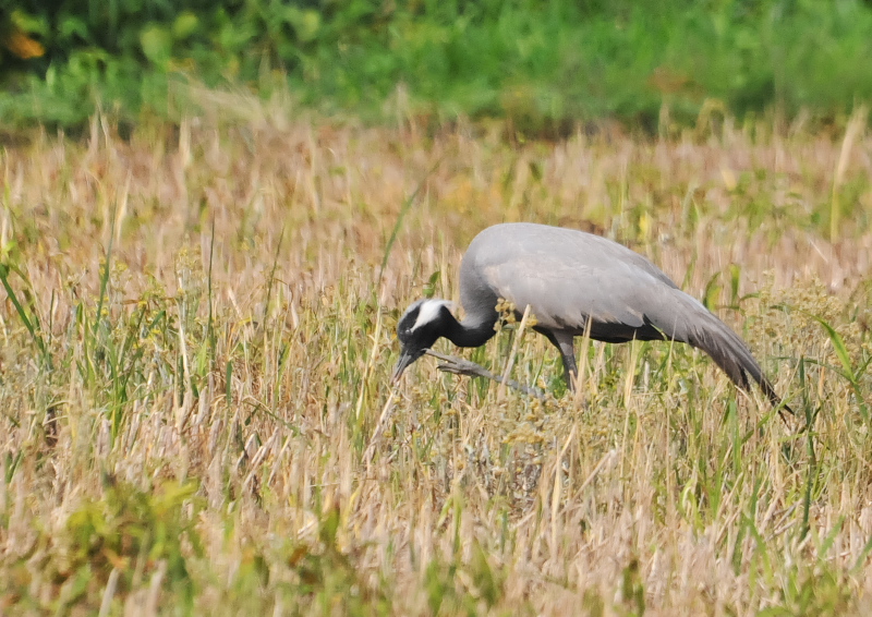 アネハヅル　成鳥　（５態-1）　福井県　2016/07/10　Photo by Takase