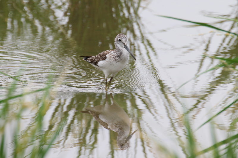 今が旬だよ　アオアシシギ （３態-2）　内里　八幡市　2016/10/02　Photo by Manda