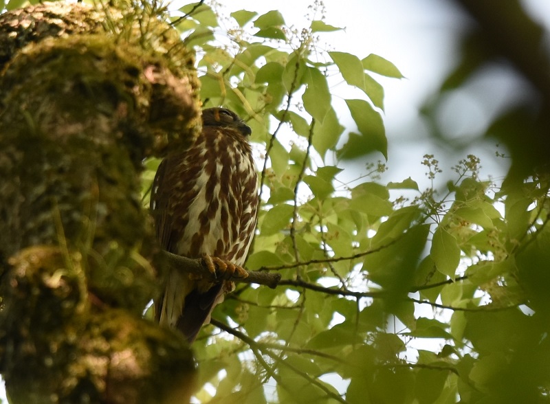 アオバズク　（３態-2）　男山 八幡市　2016/05/24　Photo by Hayashi