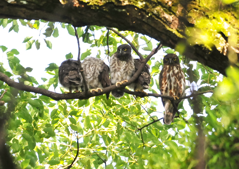 アオバズク幼鳥 （２態-2）　男山　八幡市　2016/07/18　Photo by Takase