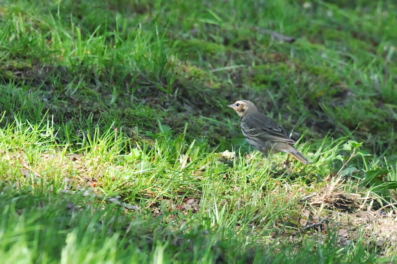 今が旬だよ　背割堤の野鳥たち　ビンズイ　八幡市　2015/04/23　Photo by Takase