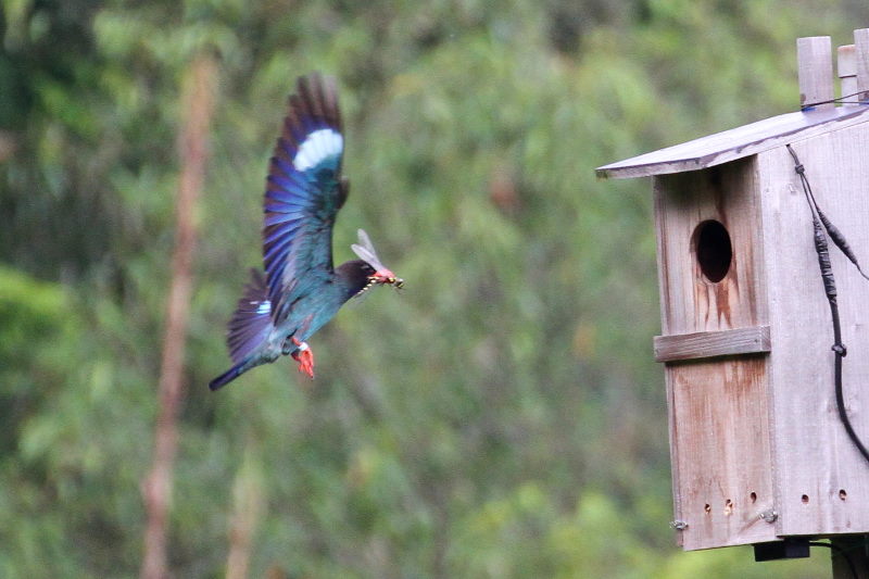 ブッポウソウ(８態-2)　岡山県　2016/07/02　Photo by Manda