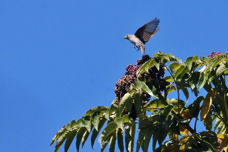 エゾビタキ （２態-2）　くろんど池　交野市　2015/10/26　Photo by Takase
