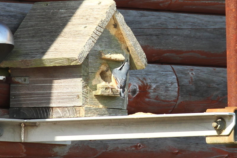  ゴジュウカラ （２態-2） 横峰寺の近く　2016/04/23　Photo by Manda