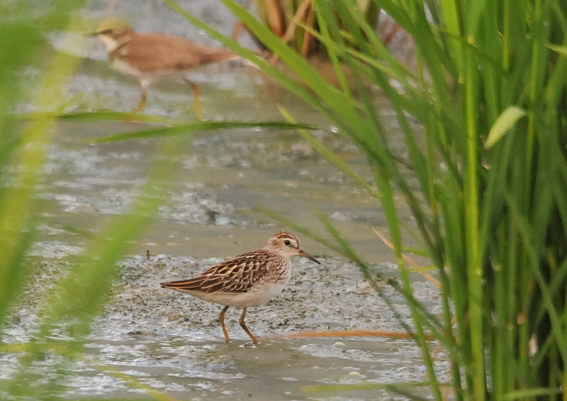 今が旬だよ　内里の野鳥たち （８態-2）　内里　八幡市　2016/09/01-09/06　Photo by Takase