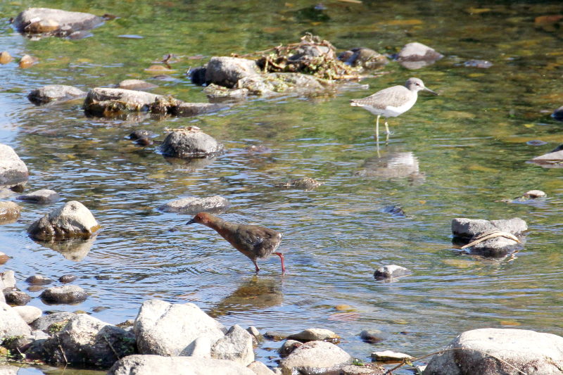 ヒクイナ （７態-2）　2015/10/16　荏原城跡　松山　Photo by Manda