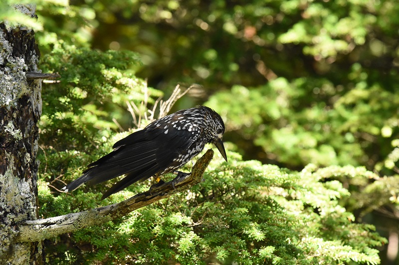 ホシガラス　成鳥　（７態-2）　奥庭　富士山四合目　2017/07/16　Photo by Hyashi