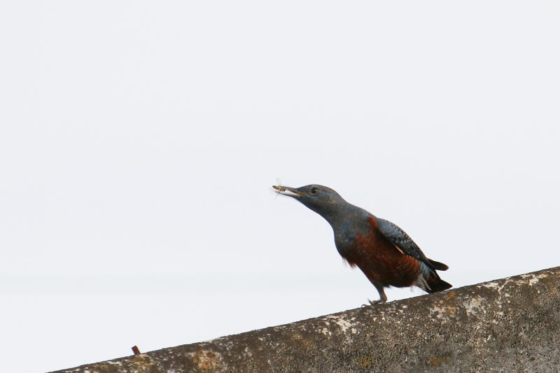 イソヒヨドリ （３態-2）　大谷川　八幡市　2015/11/21　Photo by Manda