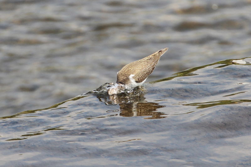 イソシギ （８態-2）　荏原城址の野鳥たち　2015/09/27　荏原城跡　松山　Photo by Manda