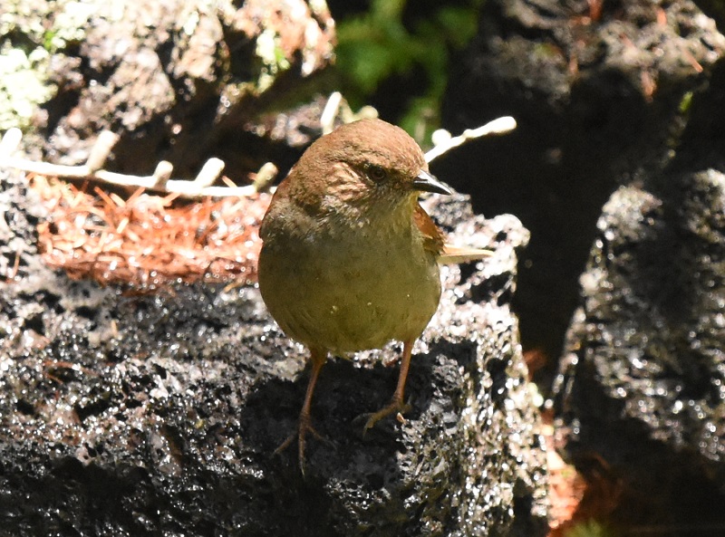カヤクグリ （６態-2）　夏羽　奥庭　富士山四合目　2016/07/16　Photo by Hyashi