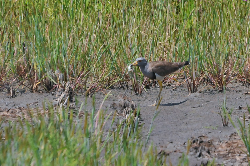 ケリ （２態-1）　今が旬だよ　大谷川の野鳥たちⅡ　大谷川　八幡市　2015/04/30　Photo by Takase
