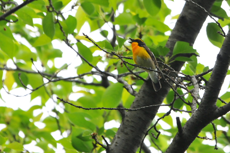 今が旬だよ　さくら公園の野鳥たち　キビタキ （３態-2）　八幡市　2015/04/29　Photo by Takase