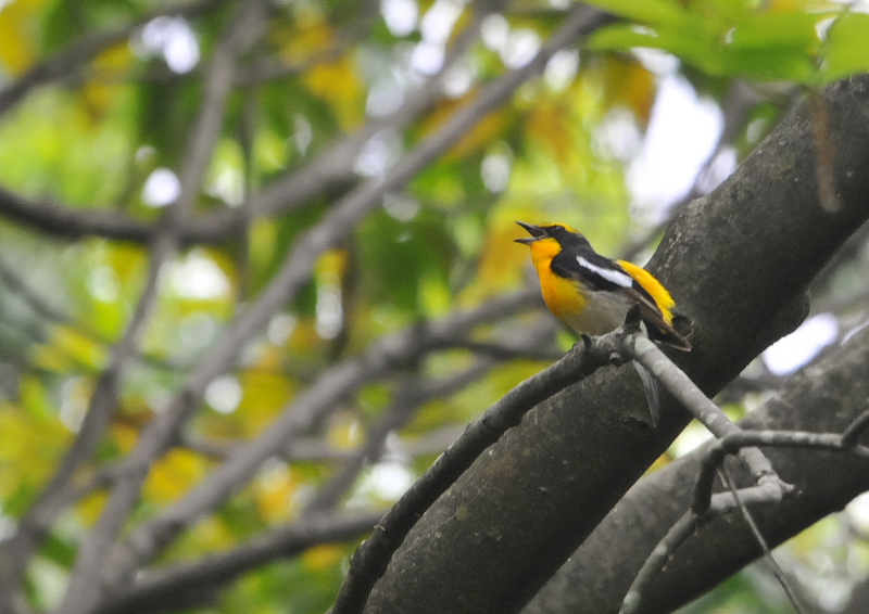 photo2 さくら公園の野鳥たち　八幡市　2016/04/19-04/30　Photo by Takase