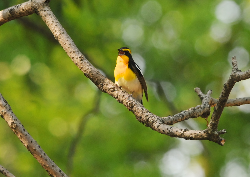 キビタキ　さくら公園　八幡市　2016/05/21 Photo by Takase