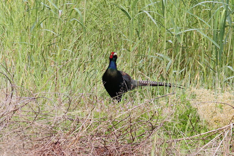キジ♂ （３態-2）　木津川　2016/05/03　Photo by Manda