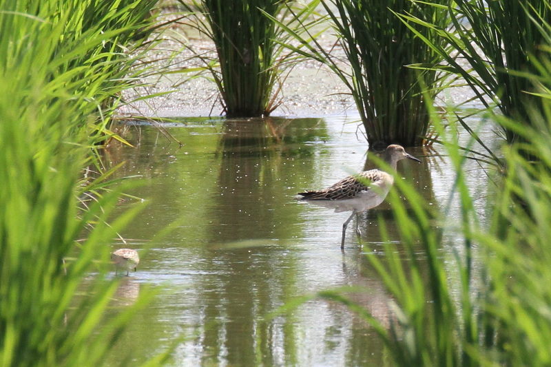 今今が旬だよ エリマシシギ幼鳥 (3態-2) 内里 八幡市 2016/09/04 Photo by Manda 今今が旬だよ エリマシシギ幼鳥 (3態-2) 内里 八幡市 2016/09/04 Photo by Manda