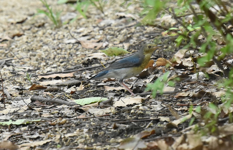             コルリ （４態-2）　コルリ若　大阪城　大阪市　2016/09/14　Photo by Hayashi