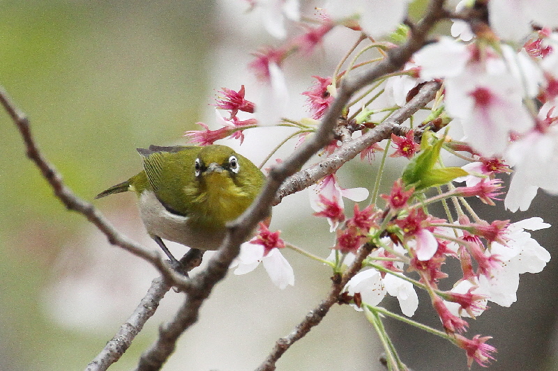 2019年桜と野鳥(7態-2) さくら公園(八幡市)&大谷川(八幡市) 2019/04/07-16 Photo by Manda  (写真提供: 萬田) 2019年桜と野鳥(7態-2) さくら公園(八幡市)&大谷川(八幡市) 2019/04/07-16 Photo by Manda  (写真提供: 萬田)