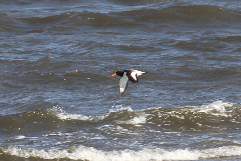 雲出川の水鳥たち（13態-2）　雲出川　三重県　2016/11/09　Photo by Manda　（写真提供：　萬田）