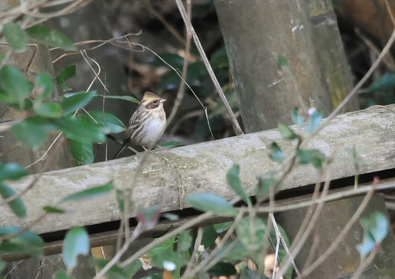 男山の鳥たち（１２態-2）　男山　八幡市　2018/01/27 - 02/28　Photo by Takase　（写真提供：　高瀬）