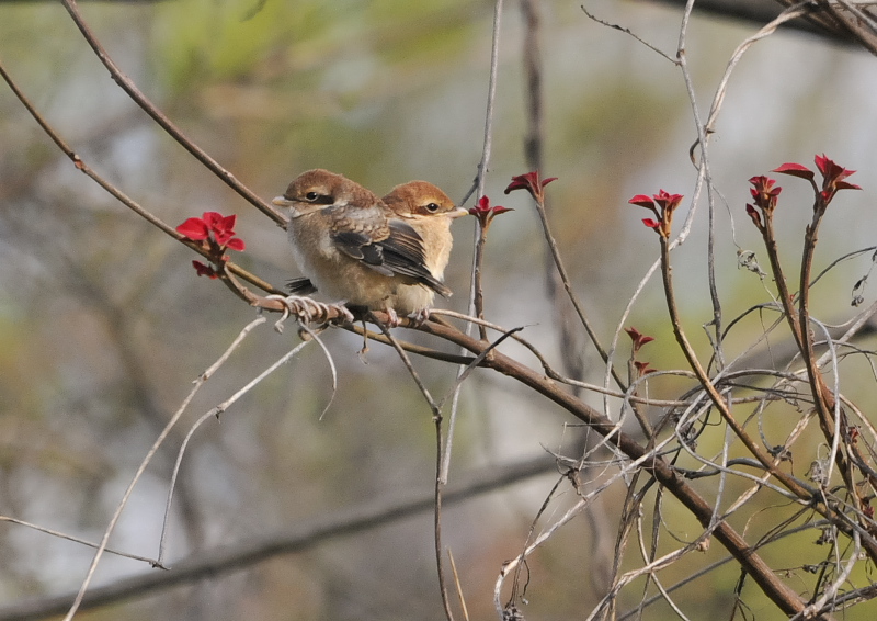 モズ親子 （11態-2）　背割堤　八幡市　2016/04/11　Photo by Takase