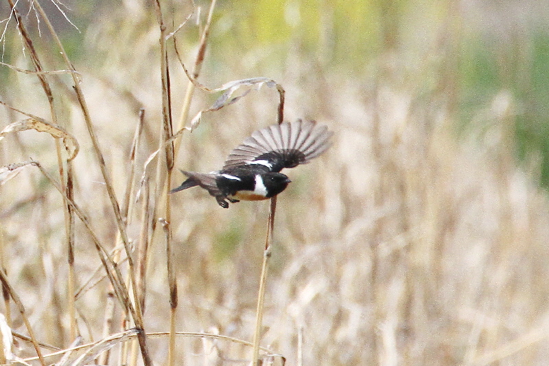 ノビタキ(10態-2) 防賀川(八幡市)&枚方左岸(枚方市) 2019/04/07-16 Photo by Manda (写真提供: 萬田) ノビタキ(10態-2) 防賀川(八幡市)&枚方左岸(枚方市) 2019/04/07-16 Photo by Manda (写真提供: 萬田)