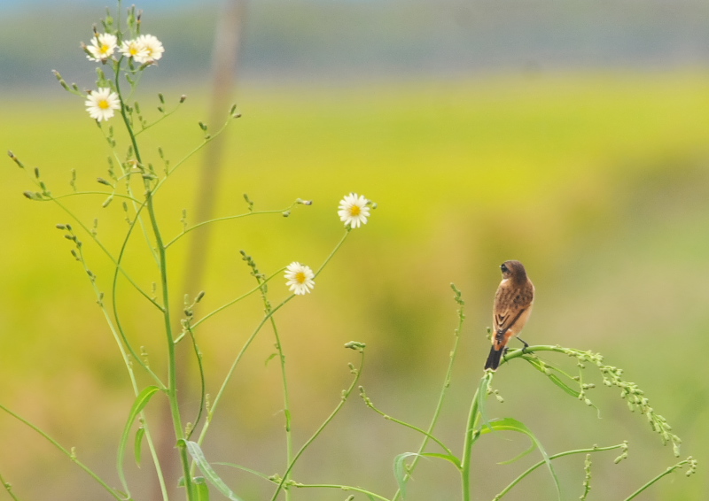 今が旬だよ　内里のノビタキたち （６態-1）　八幡市　2016/10/05　Photo by Takase