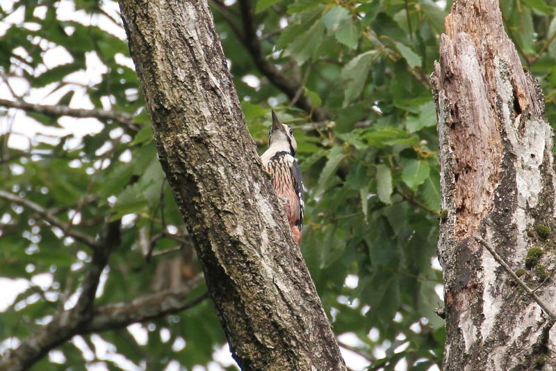IIAJQ   iR-2j@؂̐X@ꌧ@2016/07/21@ Photo by Manda