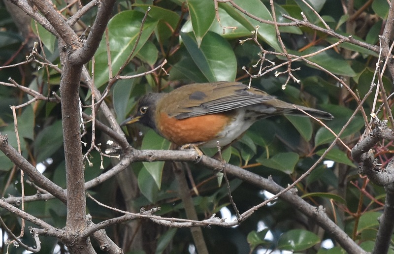 オオアカハラ（２態-2）　大泉緑地公園　2016/12/28　Photo by Hayashi　（コメント ＆ 写真提供：　林）
