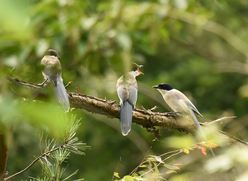 IiK iU-2j@Ζ쒹̐X@R@2016/07/15@Photo by hayashi