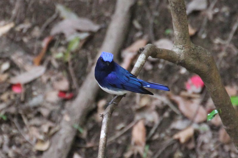 photo2　オオルリ