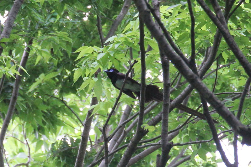 サンコウチョウ (3態-2) 大阪城 2016/05/01 Photo by Manda サンコウチョウ (3態-2) 大阪城 2016/05/01 Photo by Manda