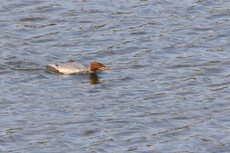 カワアイサ （４態-1）　三川橋本　八幡市　2015/11/16　Photo by Takase