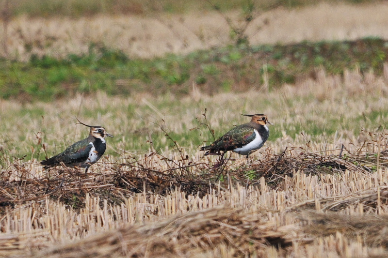 タゲリ （２態-1）　内里　八幡市　2015/11/11　Photo by Takase