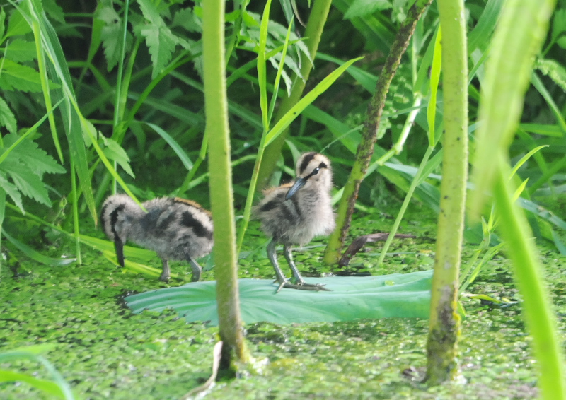タマシギ親子　枚方市　2016/06/13　Photo by Takase