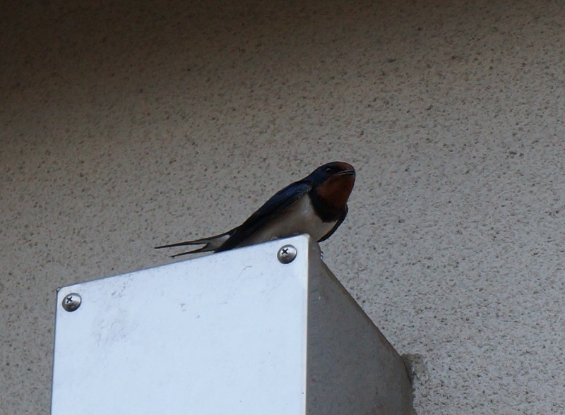 ツバメ　（８態-2）　流れ橋四季彩館　八幡市　2016/05/21　Photo by Hayashi